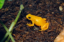 Golden mantella frog {Mantella aurantiaca} Madagascar