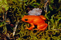 Golden mantella frog {Mantella aurantiaca} Torotorofotsy marsh, Madagascar