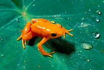 Golden mantella frog on leaf {Mantella aurantiaca} Perinet, Madagascar