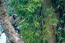 White browed gibbon in tree {Hylobates hoolock} Vulnerable species, Assam, India