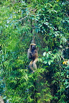 White browed gibbon hanging in tree {Hylobates hoolock} Vulnerable species, Assam, India