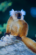 Black lemur female {Lemur macaco} Nosy Komba Is, Madagasca