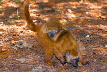 Sclater's black lemur carrying young {Lemur macaco flavifrons} captive