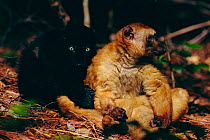 Sclater's black lemur, male female pair, colour variation {Lemur macaco flavifrons}
