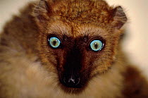 Sclater's black lemur, female {Lemur macaco flavifrons} Madagascar