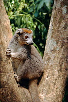 Crowned lemur female {Eulemur coronatus} Ankarana, Madagascar