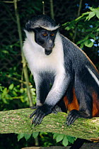 Diana monkey female {Cercopithecus diana} captive occurs West Africa
