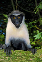 Diana monkey female {Cercopithecus diana} captive occurs West Africa