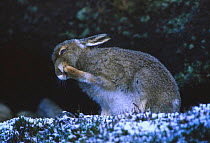 Mountain hare grooming foot {Lepus timidus} coat changing colour in winter. Scotland, UK