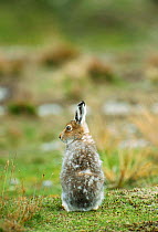 Mountain hare moulting in spring {Lepus timidus} Sheltand Is, Scotland, UK