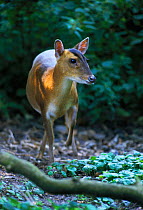 Chinese muntjac deer, female {Muntiacus reevesi} UK
