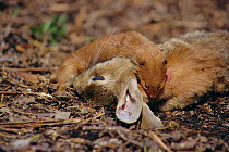 Weasel {Mustela nivalis} feeds on rabbit prey. UK