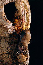 Noctule bat at roost site entrance in tree trunk {Nyctalus noctula} UK