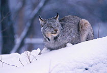 Canadian lynx {Lynx canadensis} sitting in snow Minnesota USA. captive