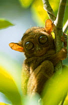 Philippine tarsier {Tarsius syrichta} Philippines