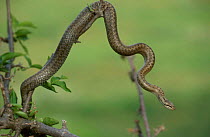 Smooth snake climbing in tree {Coronella austriaca} Bulgaria