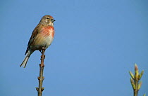 Linnet perched {Acanthis cannabina} Germany