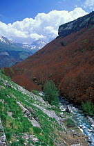Trees affected by late spring frost Ossoue valley Gavarnie Pyrenees France