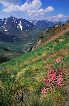 Pyrenean landscape with Garland flower {Daphne cneorum} nr Col du Tourmalet Pyrenees France