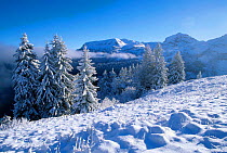 Pine trees in fresh snow nr Col de Bessachaux Haute Savoie Alps France