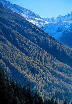 Glacier dArgentiere larch woodland in autumn Massif du Mont Blanc Alps France Haute