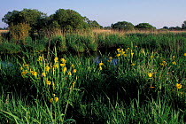 Yellow flag iris reed beds beside water PNR de Briere Brittany France Parc Naturel