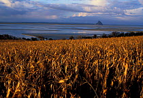 Maize crop with Mont St Michel in background Normandy France