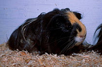 Domestic guinea pig rosette breed {Cavia porcellus} captive UK
