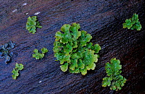 Tree Lungwort {Lobaria pulmonaria} on bare wood Scotland UK