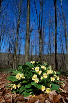 Common primrose {Primula vulgaris}. Mips Somerset.