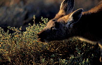Wallaroo (Euro) grazing {Macropus robustus} Sturt NP NSW Australia