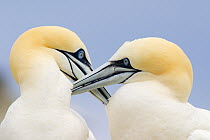 Northern Gannet (Morus bassanus) couple preening each other, Saltee Islands, Republic of Ireland