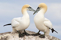 Northern Gannet (Morus bassanus) pair allopreening each other, Saltee Islands, Republic of Ireland